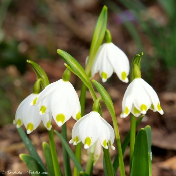 Preview: Trollbeads - Märzenbecher - März